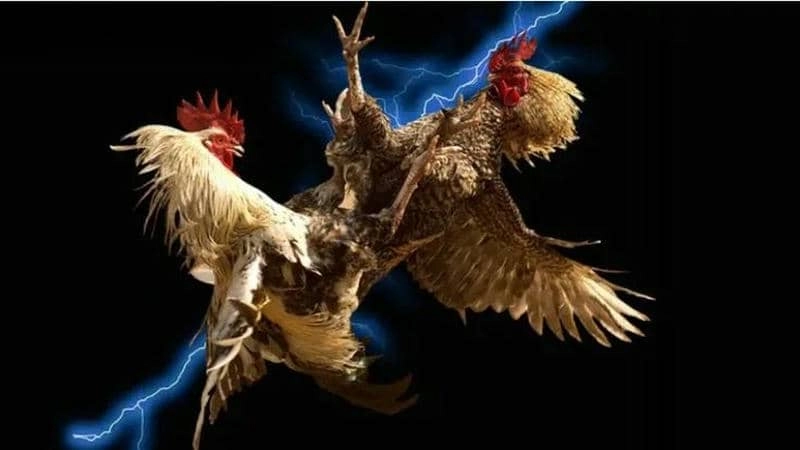 Hỗ trợ cộng đồng và giao lưu người chơi