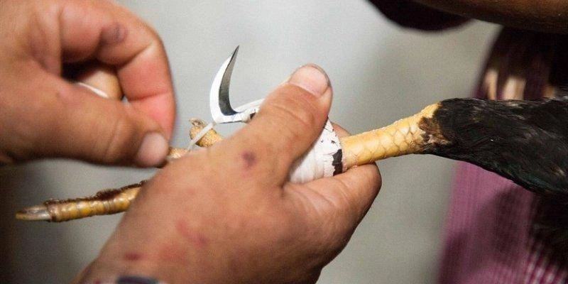 Làm chủ từng trận đá gà cựa sắt với mẹo cược hay