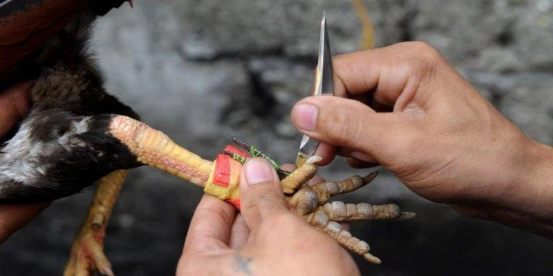 Trang bị kiến thức luật chơi đá gà cựa sắt