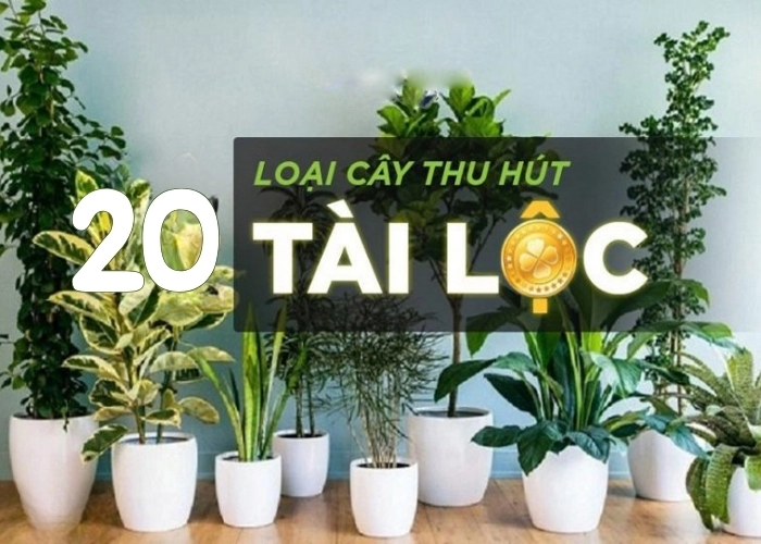 Top 20 cây phong thủy mang lại tài lộc và may mắn ai cũng nên trồng