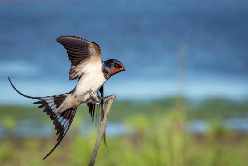 Tìm hiểu giải mã hiện tượng chim bay vào nhà theo góc nhìn khoa học và tâm linh