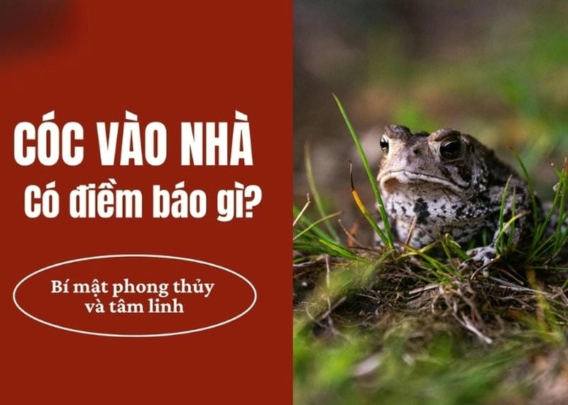 Khám phá ý nghĩa cóc vào nhà là điềm báo gì trong đời sống hàng ngày