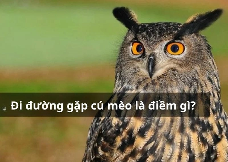 Tìm hiểu giải mã hiện tượng đi đường gặp cú mèo thú vị hôm nay