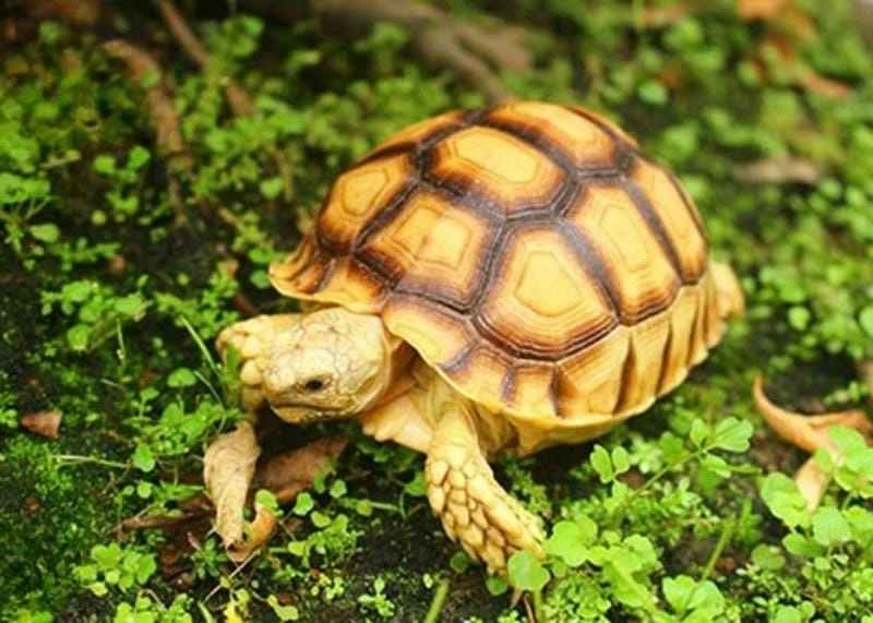 Nhận biết dấu hiệu nhận biết rùa mang điềm lành cho cuộc sống thêm may mắn