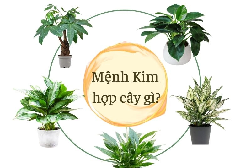 Khám phá mệnh Kim và đặc điểm tính cách nổi bật dễ nhận biết