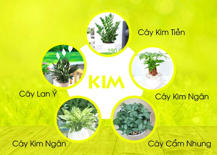 Gợi ý cây phong thủy theo mệnh Kim hợp cây gì? may mắn tài lộc