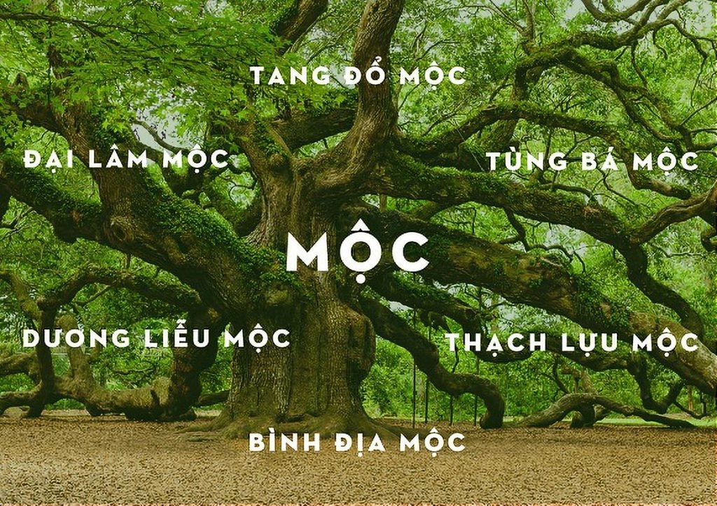 Hiểu rõ Tính cách và đặc điểm của người mệnh Mộc để sống hài hòa