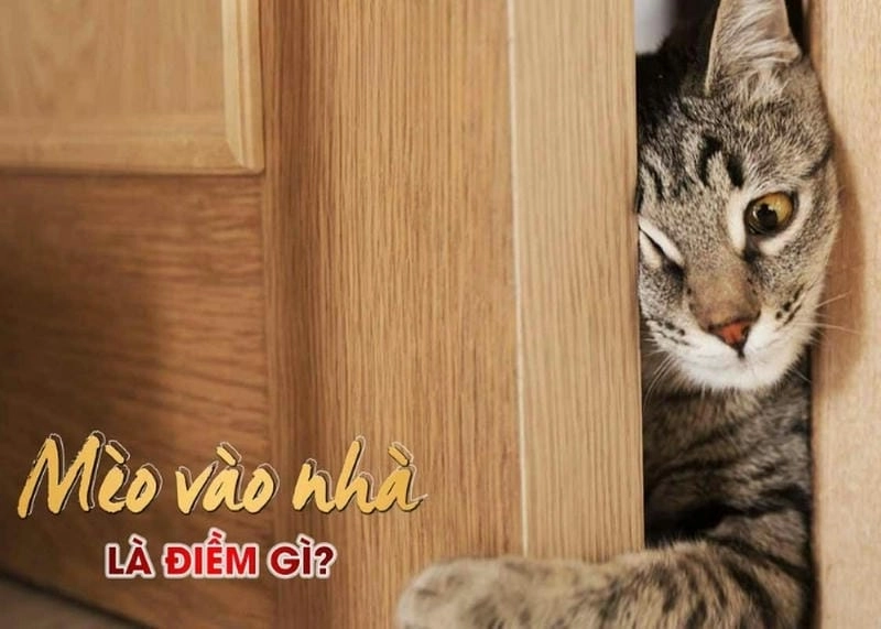 Khám phá ý nghĩa mèo vào nhà là điềm gì theo phong thủy và tâm linh