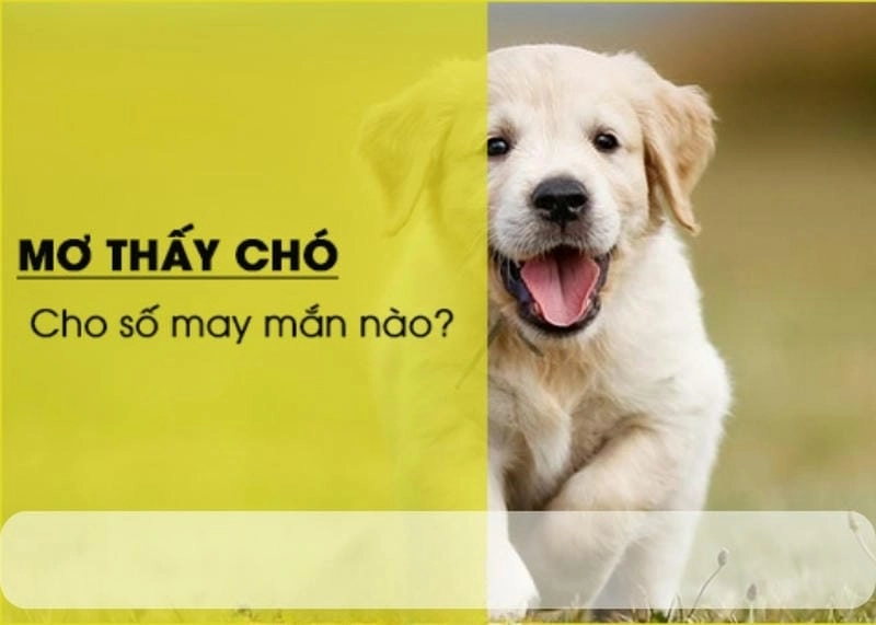 Tìm hiểu nằm mơ thấy chó đánh con gì may mắn hôm nay