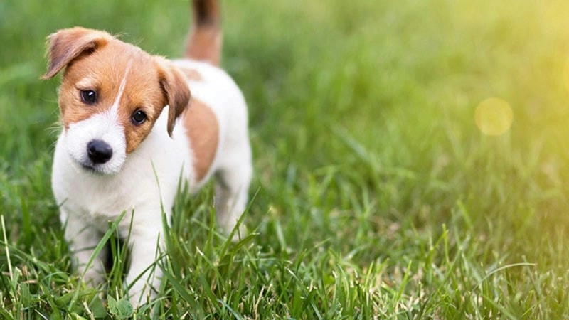 Khám phá giải mã chi tiết nằm mơ thấy chó đầy thú vị