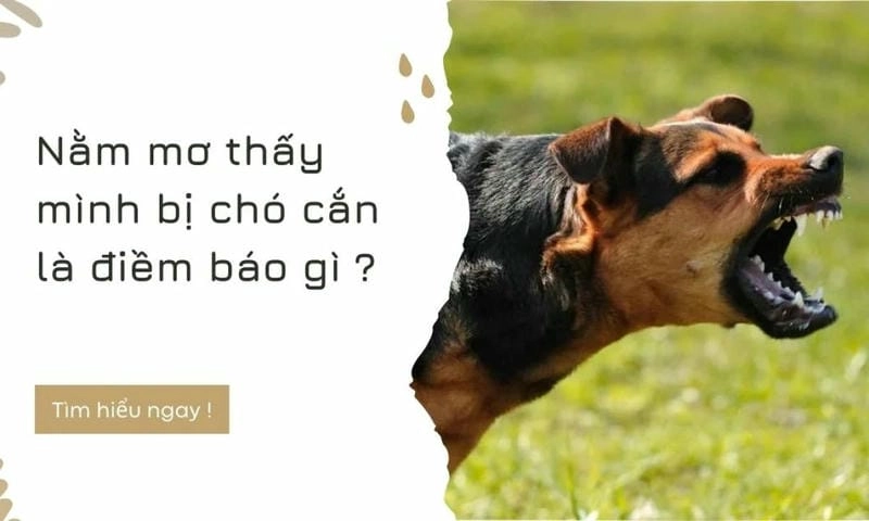 Khám phá giải mã chi tiết nằm mơ thấy con chó cắn đầy thú vị
