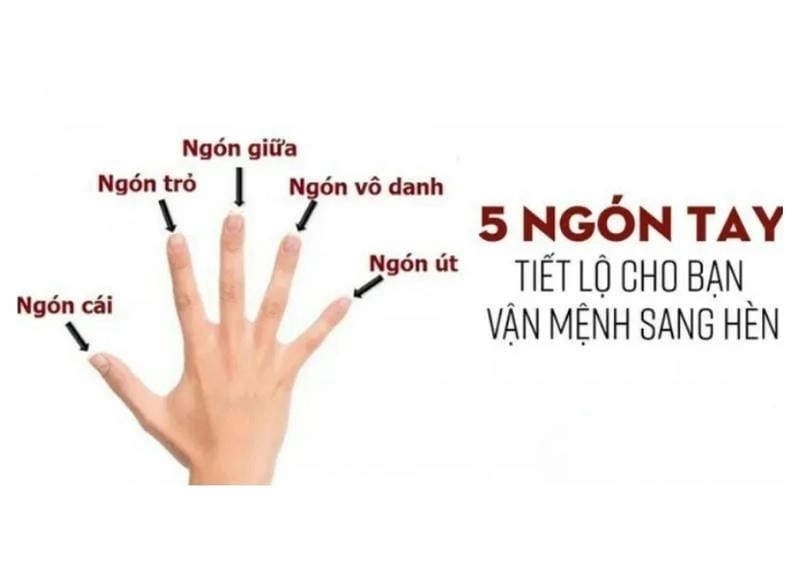 Khám phá ý nghĩa nhân tướng học ngón tay