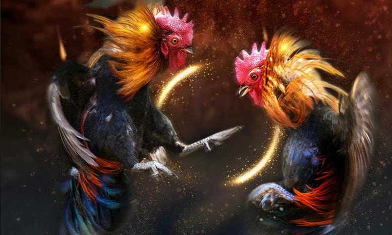 Phân tích tướng mạo chiến kê là kỹ năng quan trọng tại đá gà 8kbet