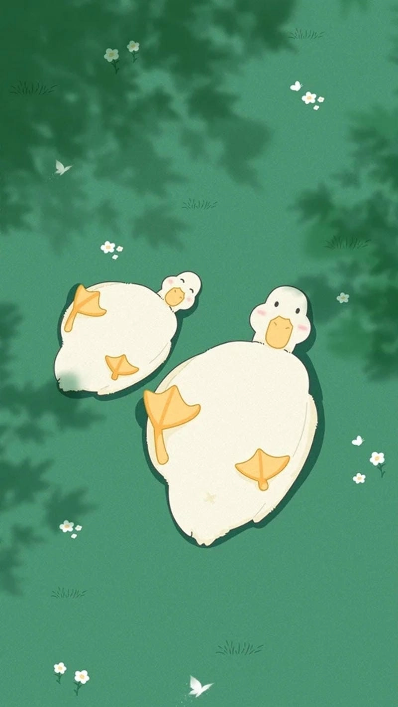 Tìm kiếm hình nền vịt trắng