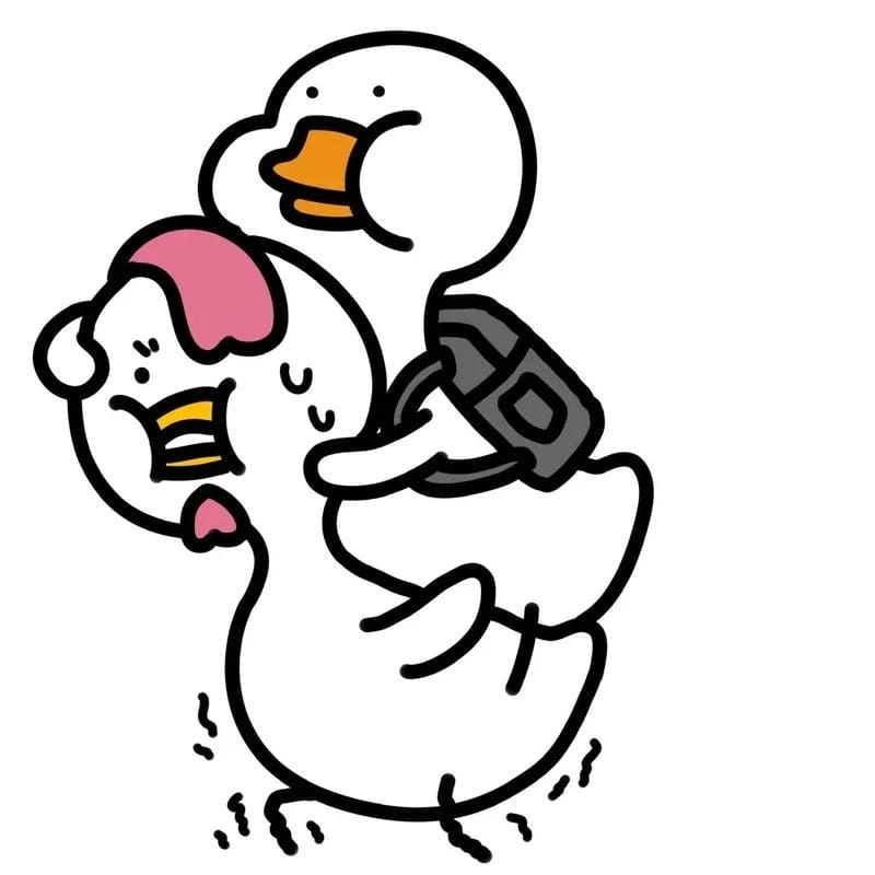 Cùng ngắm hình ảnh con vịt trắng cute