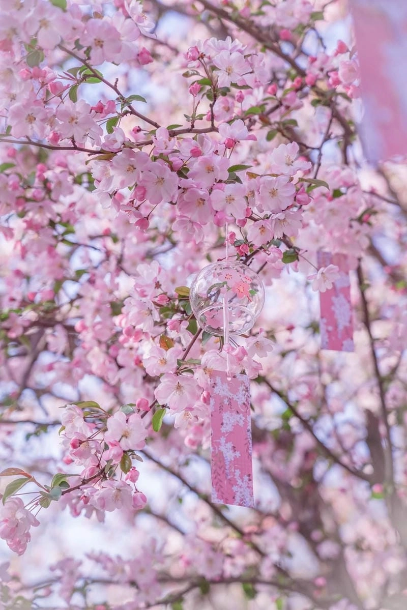 Cùng ngắm mùa hoa anh đào