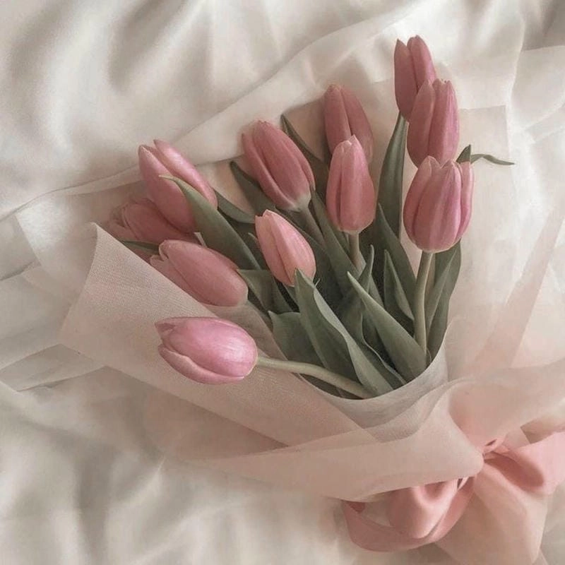 Những hình nền hoa tulip cute