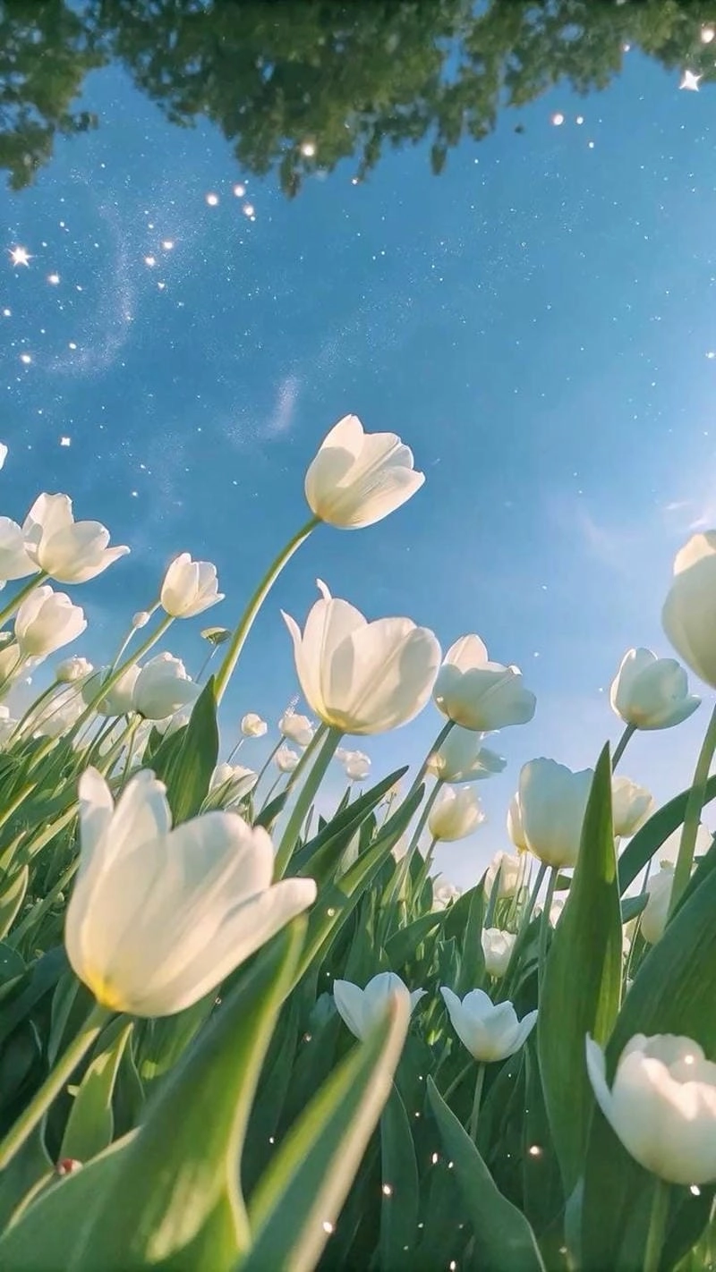 Chiêm ngưỡng ảnh hoa tulip 4k