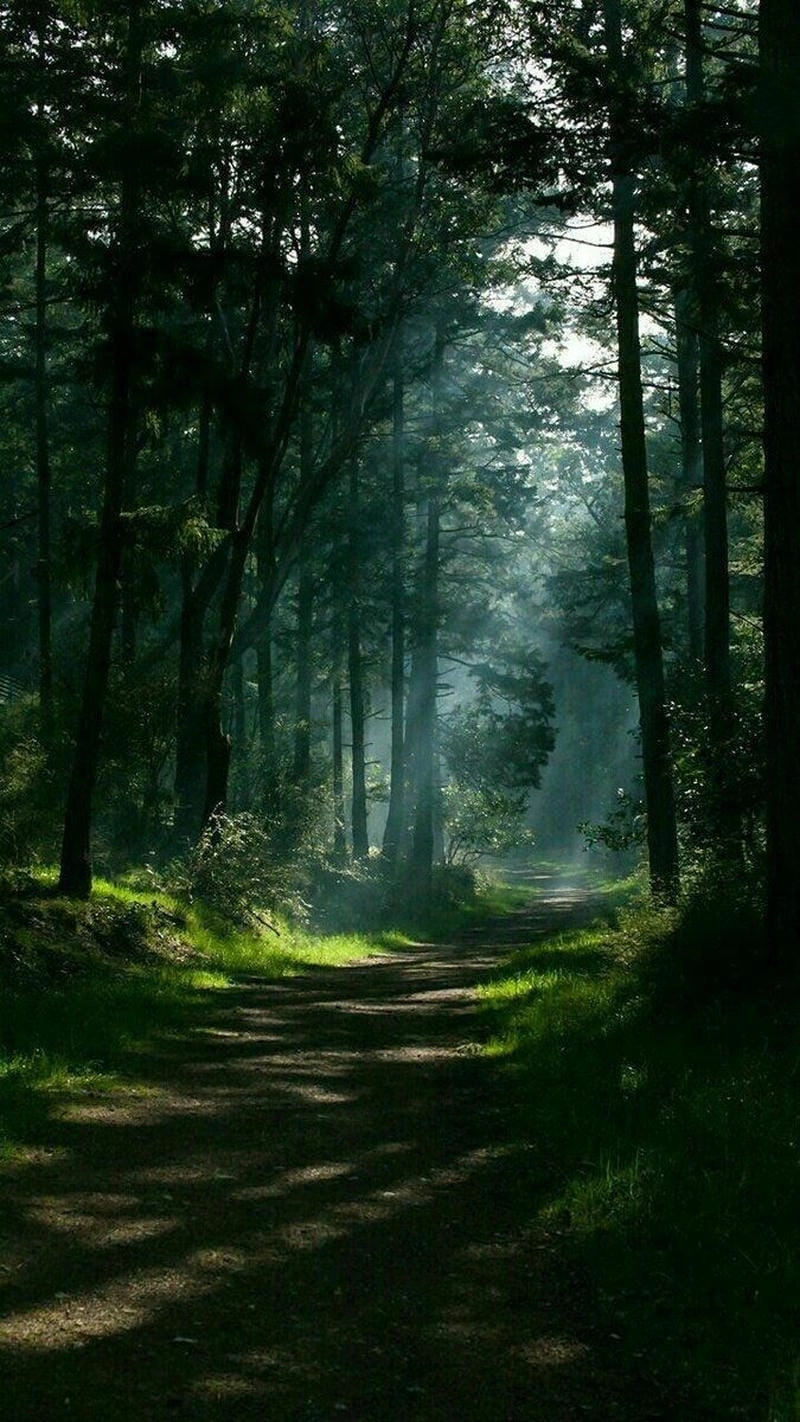 Đắm mình trong hình ảnh cây cối đẹp