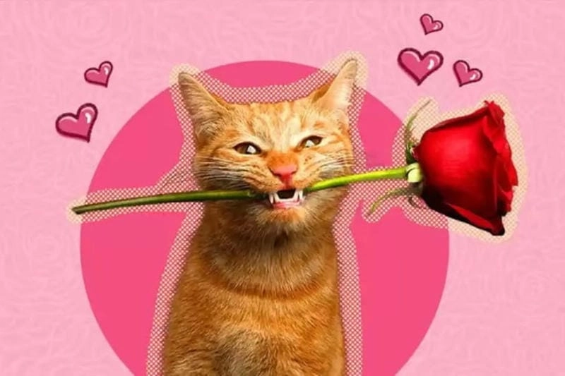 Sưu tầm những khoảnh khắc meme tặng hoa cute