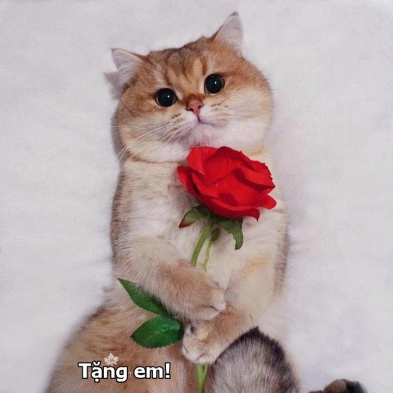 Cùng tìm hiểu lý do được “giang cư mận” yêu thích đến vậy