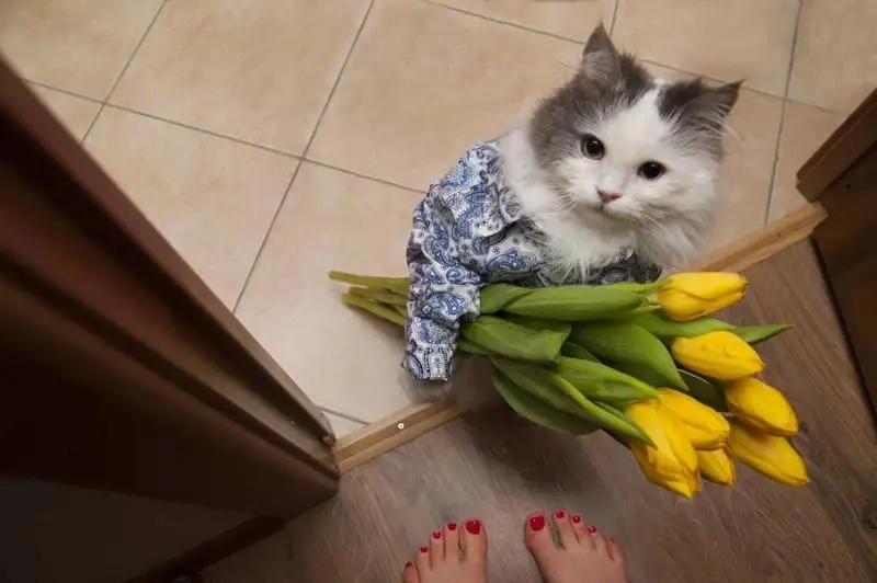 Săn những ảnh mới nhất của tặng bông hoa meme