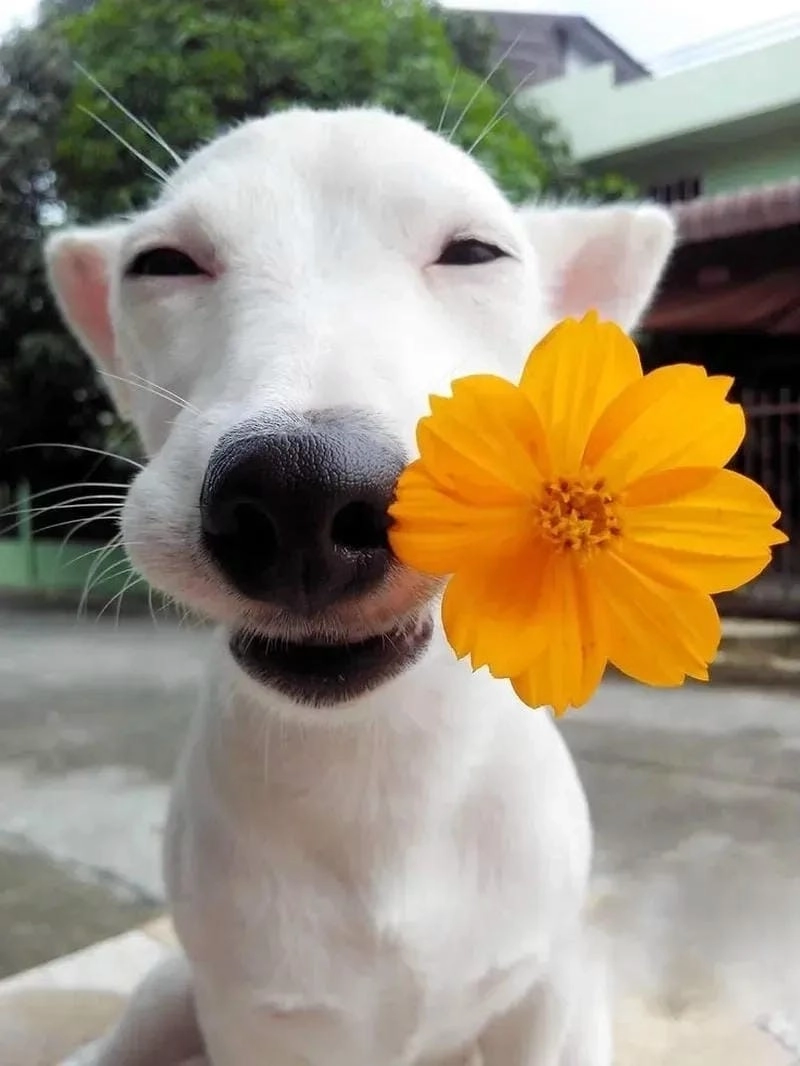 Những khoảnh khắc meme chó tặng hoa