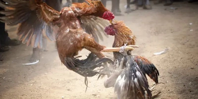 Các loại đá gà phổ biến có tại trang chủ nhà cái XX88