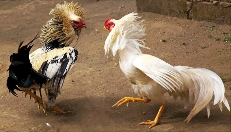 Tâm Lý Người Chơi: Chìa Khóa Thành Công Tại Fo88