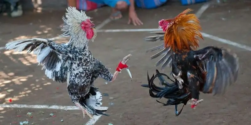 Mẹo soi kèo đá gà online trúng lớn liên tục tại 88GO