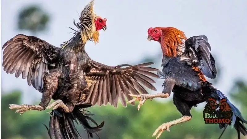 Top mẹo chơi đá gà cựa sắt hiệu quả trên 88GO