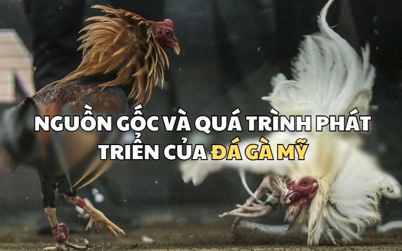 Đá gà Mỹ- Bộ môn thú vị này có nguồn gốc từ đâu ?