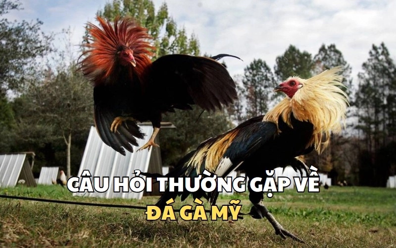 Giải đáp các thắc mắc về Đá gà Mỹ của người chơi