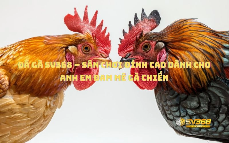 Đá Gà Thomo là gì?