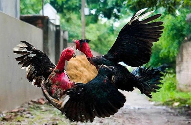 Hướng Dẫn Tham Gia Đá Gà Thomo Trên EE88