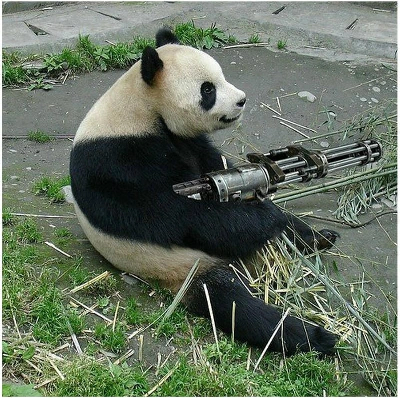 Tổng hợp hình ảnh meme gấu trúc cáo từ