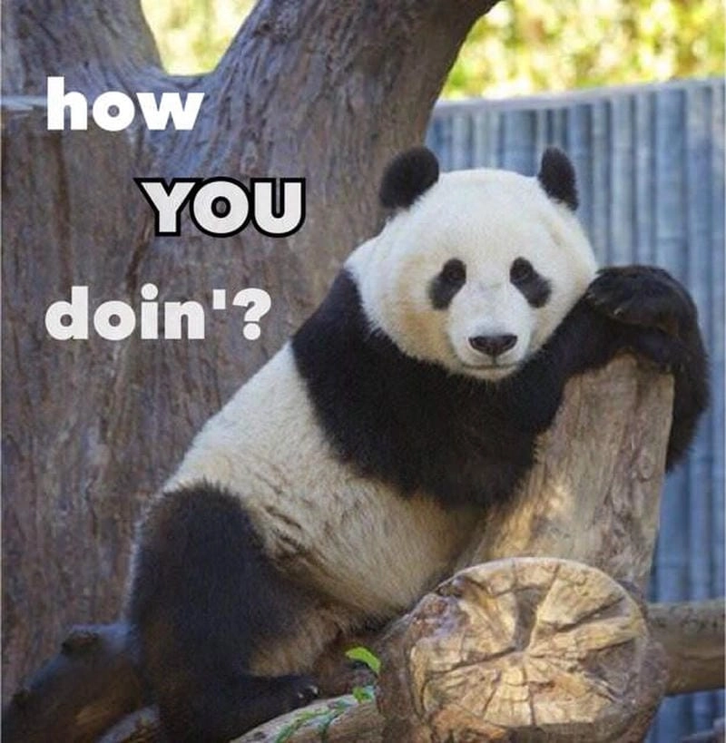 Tìm hiểu khái niệm gấu trúc meme là gì