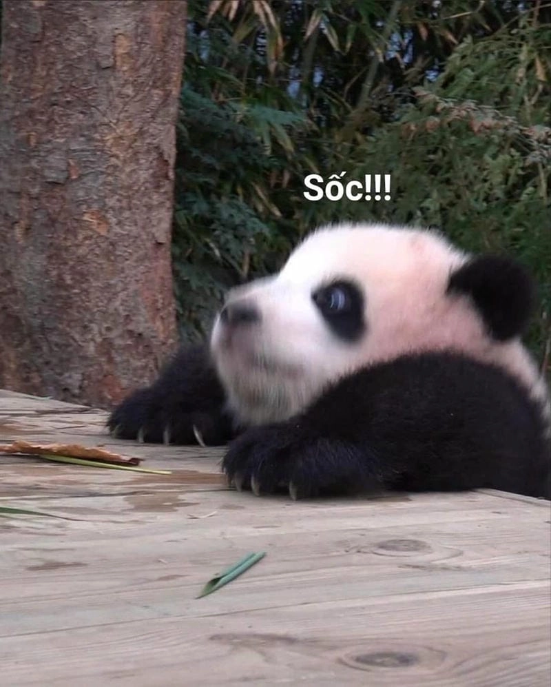 Cùng ngắm meme gấu trúc cute