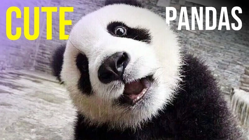 Đắm mình trong thế giới meme gấu trúc cảm ơn