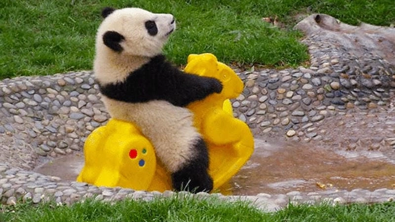 Những khoảnh khắc gấu trúc meme trung quốc