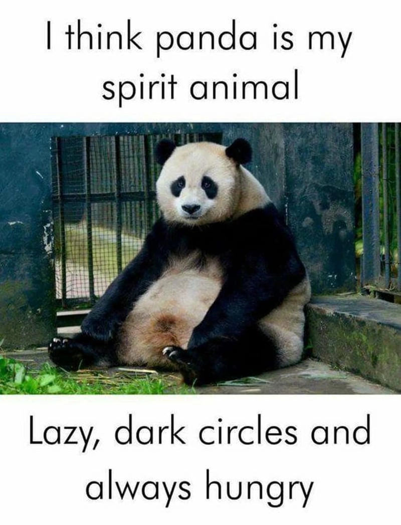 Sưu tầm những khoảnh khắc ảnh gấu trúc meme