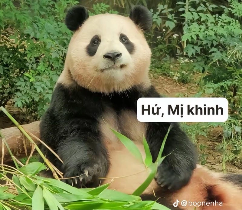 Tìm kiếm gấu trúc meme hài