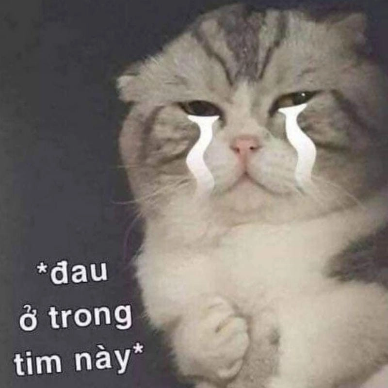 Tìm kiếm meme ếch khóc