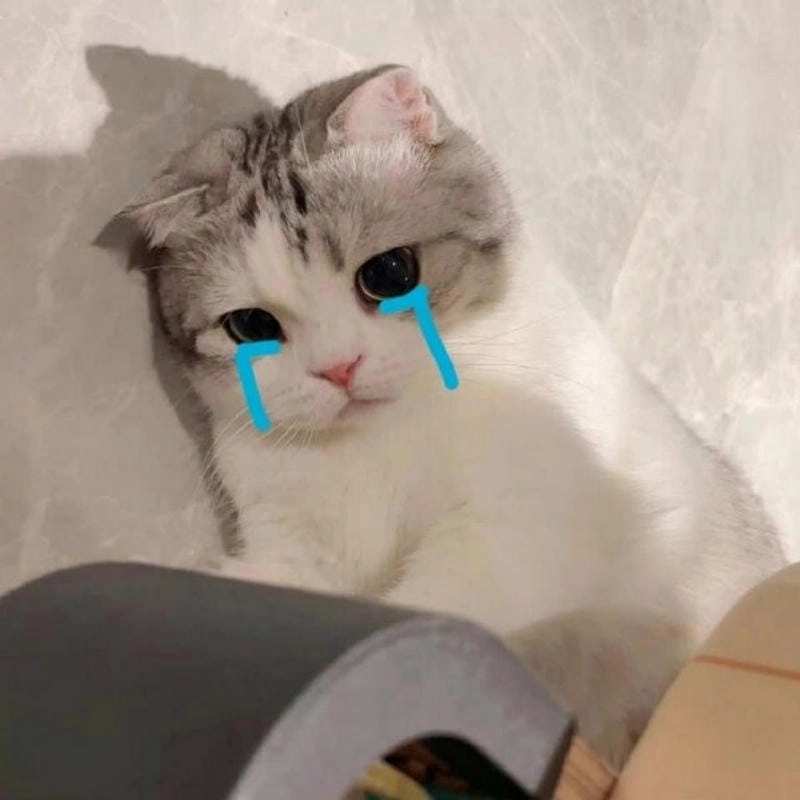 Gợi ý phong cách chó khóc meme