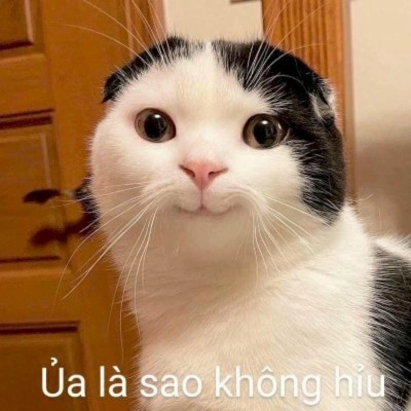 Tìm kiếm meme bựa nhất