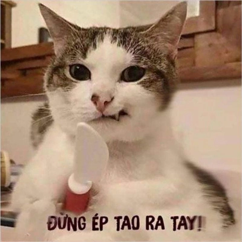 Gợi ý phong cách meme gấu bựa