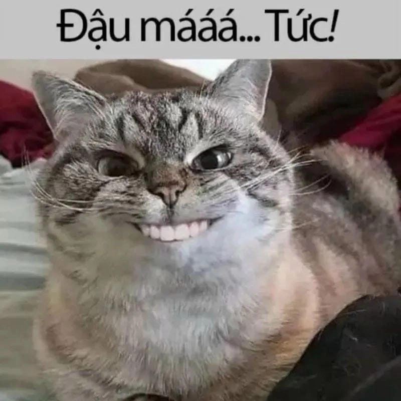 Tổng hợp hình ảnh meme mèo khóc bựa