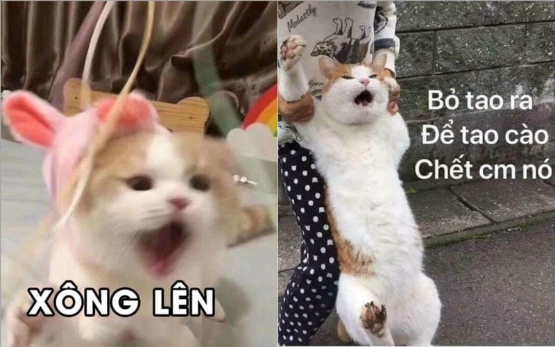 Săn những ảnh mới nhất của ảnh mèo meme bựa