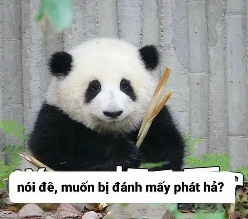 Cùng ngắm meme chúc mừng sinh nhật bựa