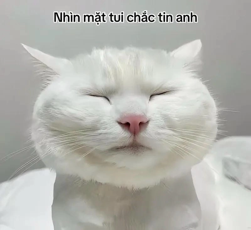 Đắm mình trong thế giới meme mặt bựa